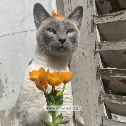 Photo 1/1 Micha Chat lost in Marseille