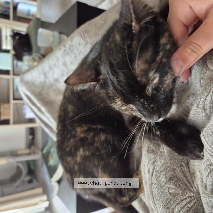 Photo 1/1 lily Chat lost in Colomiers