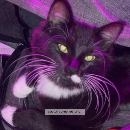 Photo 1/1 Naye Cat lost in Lemiyne