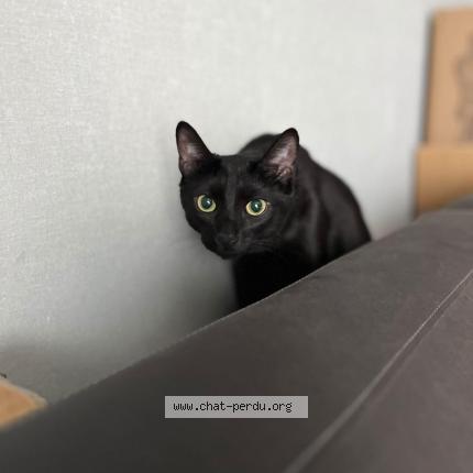 Photo 1/1 SKY Chat lost in Le kremlin bicetre