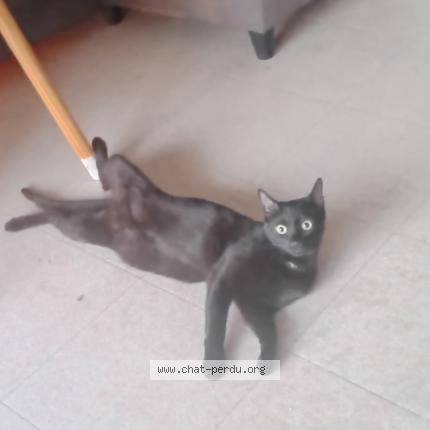 Photo 2/2 SKY Chat lost in Le kremlin bicetre