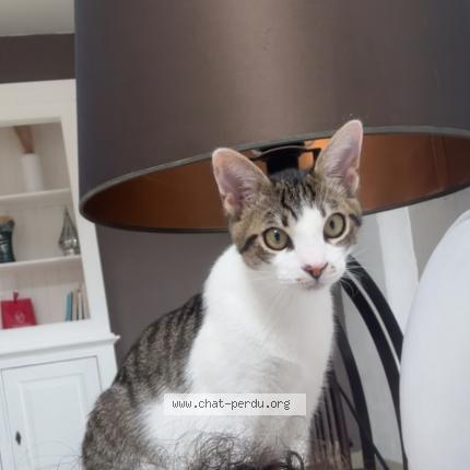 Photo 1/1 Samos Chat lost in Gometz la ville