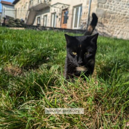 Photo 1/1 Indy Chat lost in Bailleul