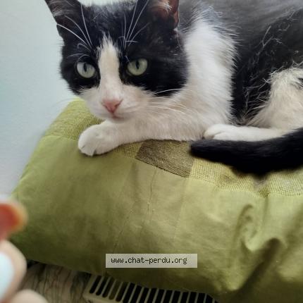 Photo 1/1 Sans nom Chat lost in Conde sur huisne