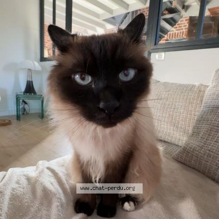 Photo 1/1 Azul Chat lost in Saint amands les eaux