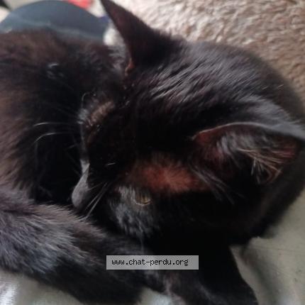 Photo 1/1 Mackey Chat lost in Le plessis robinson