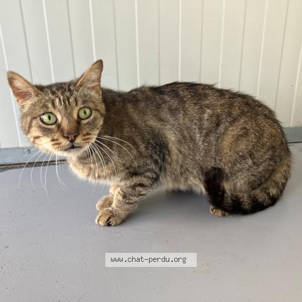 Photo 1/1 Found cat Found in Roubaix