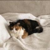 Picture of cat lost at Verrieres Le Buisson