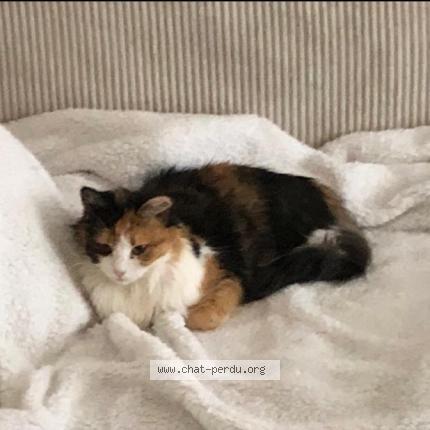 Photo 1/1 Moumous Chat lost in Verrieres le buisson