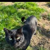 Picture of cat lost at Sint Pieters Leeuw