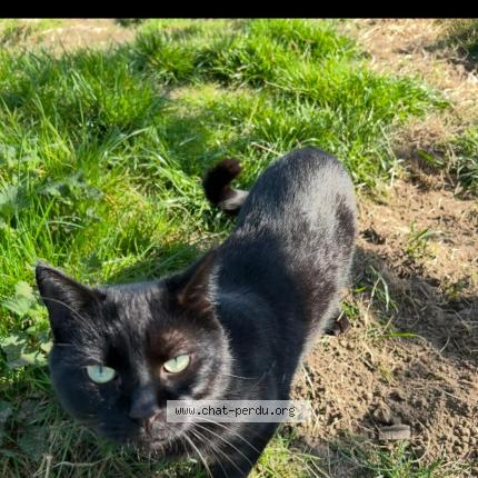 Photo 1/1 Jâmes Chat lost in Sint pieters leeuw