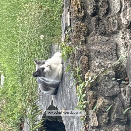 Photo 1/1 Found cat Found in Aulnay sous bois