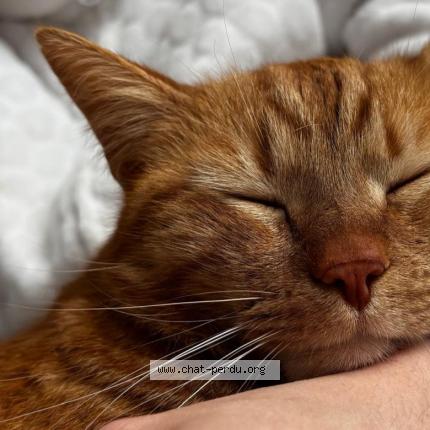 Photo 1/1 Namja Chat lost in Beaurepaire