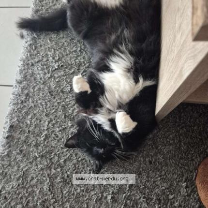 Photo 1/1 Pablo Chat lost in Sermoise sur loire