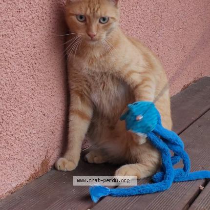 Photo 1/1 Found cat Found in Pamiers