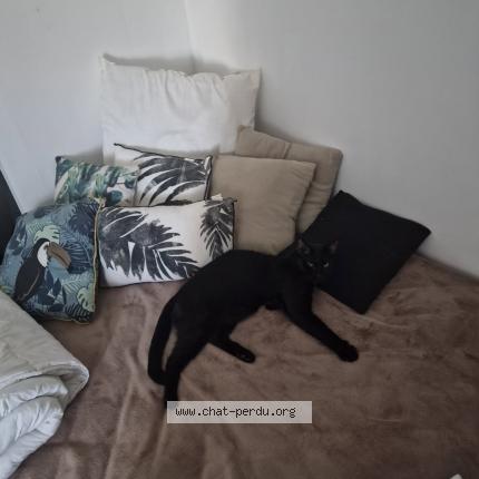 Photo 1/1 Ulysse Chat lost in Sus