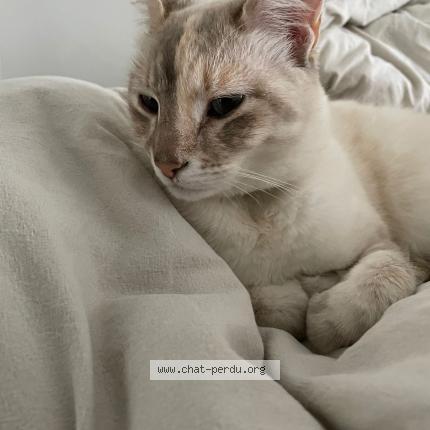 Photo 1/1 Mona Chat lost in Forges les eaux