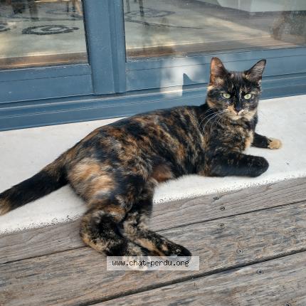 Photo 1/1 Lagerta Chat lost in Toulon