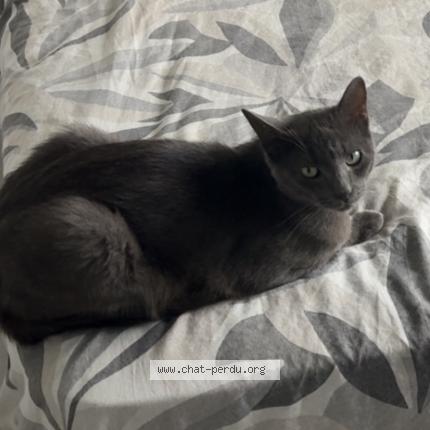 Photo 1/1 Simba Chat lost in Saint vincent de paul