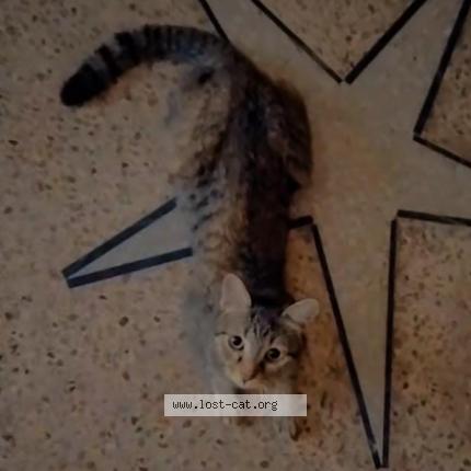 Photo 1/1 Mano Chat lost in Lahore