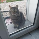 Picture of cat found at Seynod