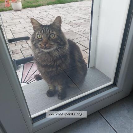 Photo 1/1 Found cat Found in Seynod