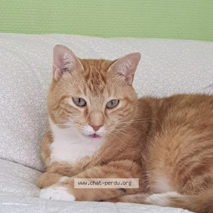 Photo 1/1 Filou Chat lost in Valreas