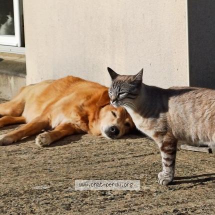 Photo 1/1 Zeus Chat lost in Sens de bretagne