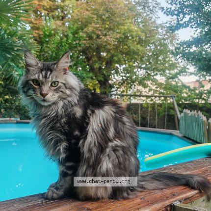 Photo 1/1 Rayman Chat lost in Lunel