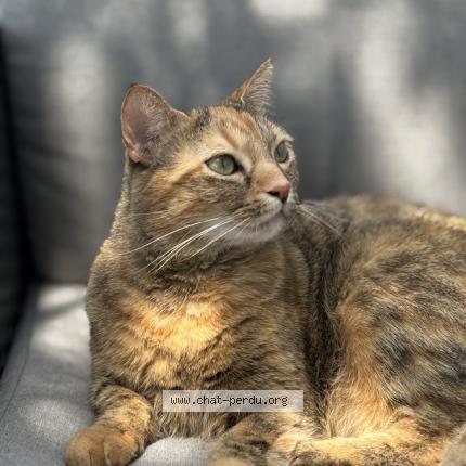 Photo 1/1 Sybelle Chat lost in Saint maixant