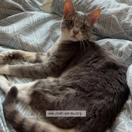 Photo 1/1 Bounty Chat lost in Longuenesse