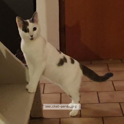 Photo 1/1 Frisette Chat lost in Roubaix