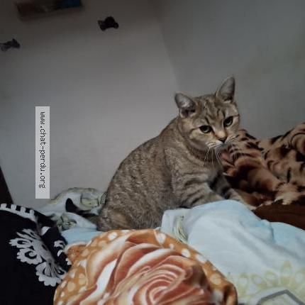 Photo 1/1 Laetitia Van den storm Chat lost in Anderlecht