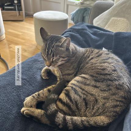 Photo 1/1 Stitch Chat lost in Dole