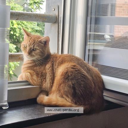 Photo 1/1 Roucky Chat lost in Armentieres