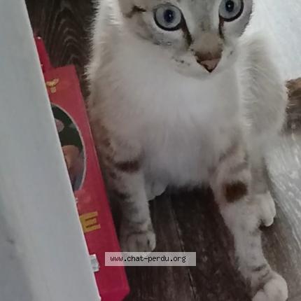 Photo 1/1 Mimi Chat lost in Rombas