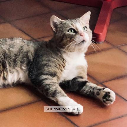 Photo 1/1 Newton Chat lost in Villers les nancy