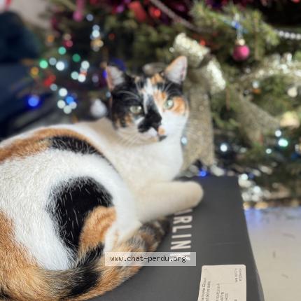 Photo 1/1 Kayna Chat lost in Saint gervasy