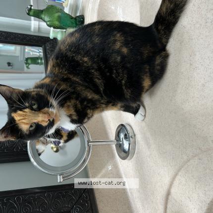 Picture of cat lost at Catonsville
