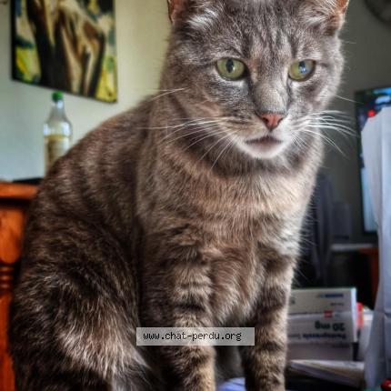 Photo 1/1 Cat reunited Lost in Saint saire