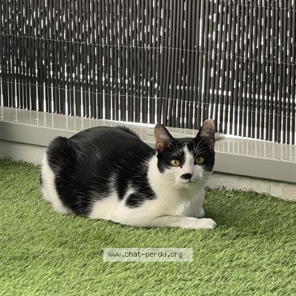 Photo 1/1 Nita Chat lost in Elancourt