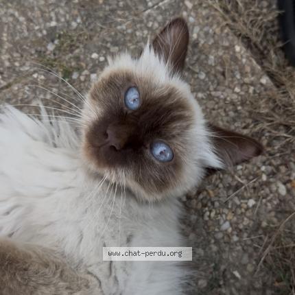 Photo 1/1 Cat reunited Found in Fougeres