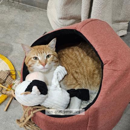 Photo 1/1 Bobi Chat lost in Parmain