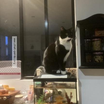 Photo 1/1 Sunny Chat lost in Romaneche thorins