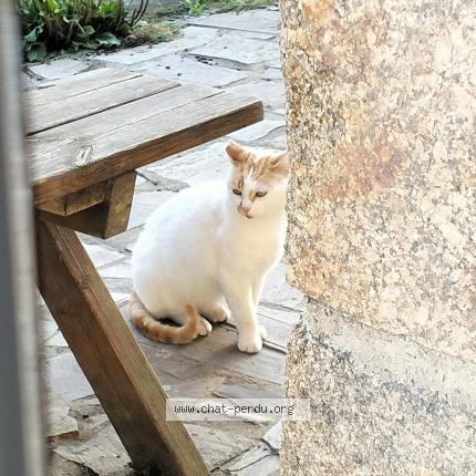 Photo 1/1 Found cat Found in Ploumilliau