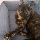 Picture of cat lost at Beziers