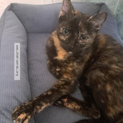 Photo 1/1 Aria Chat lost in Beziers