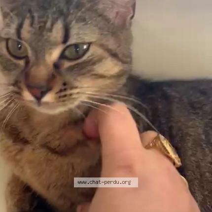 Photo 1/1 sosi Chat lost in Champigny sur marne