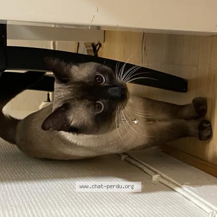 Photo 1/1 Found cat Found in Paris