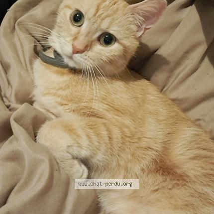 Photo 1/1 Peche Chat lost in Saint quentin